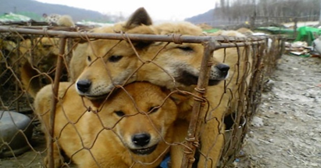 KOREAS DOG MEAT INDUSTRY