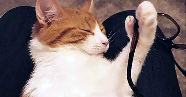 PM mourns death of cat