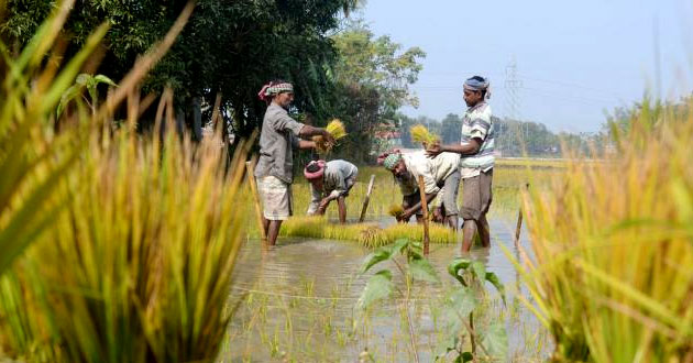 Rice seed bed