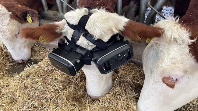 a cow fitted with a vr headset