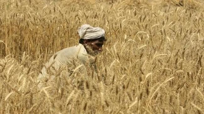 a farmer harvests wheat lahore