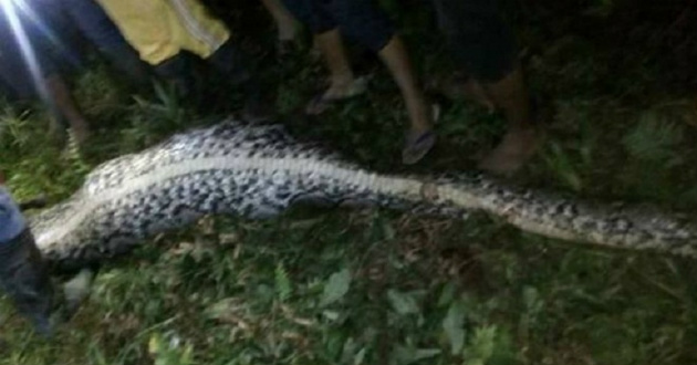 a python eaten up a young man