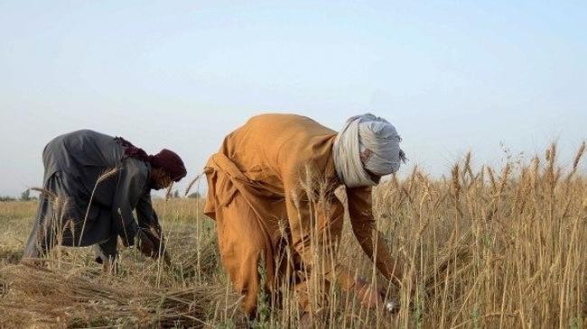 afghan farmer