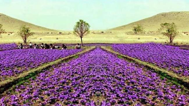 afghanistan field jafran