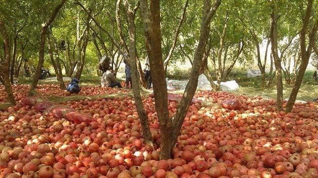 afghanistan fruits garden