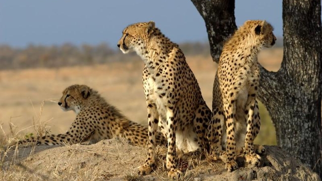african cheetahs