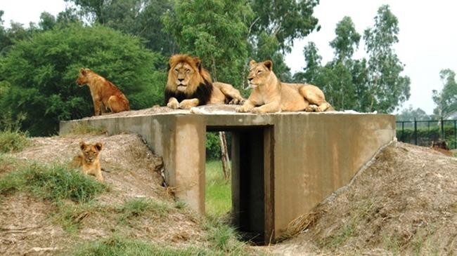 african lion in pakistan safari park