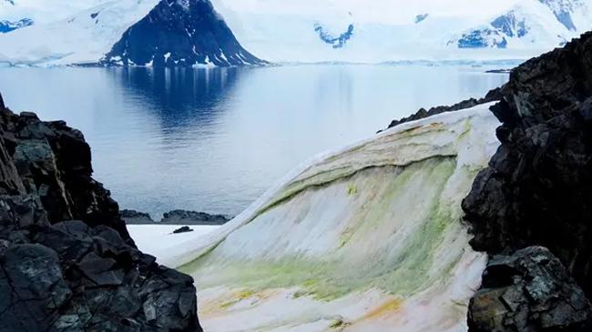 antarctica turning into green