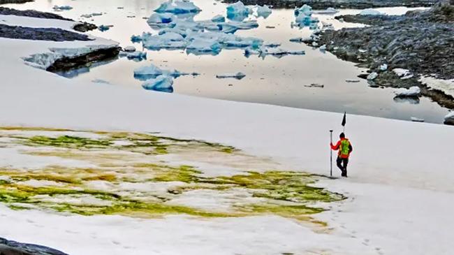 antarctica turning into green01