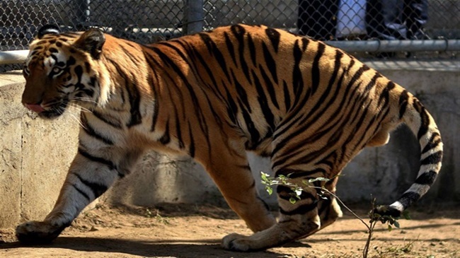 artificial legs of a tiger