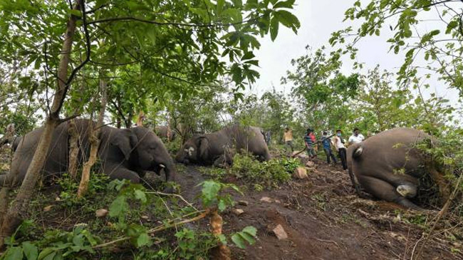 assam 18 elephant lost live inner