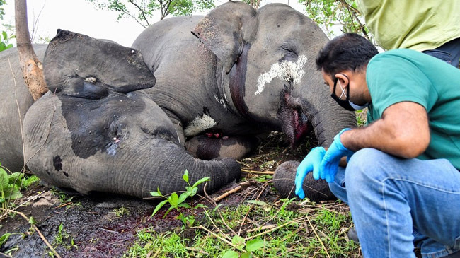 assam 18 elephant lost live