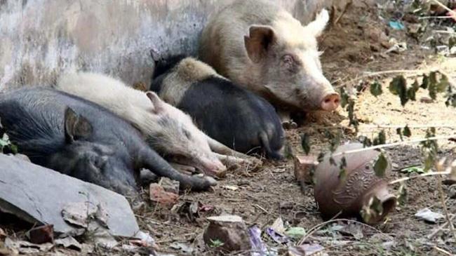 assam pig