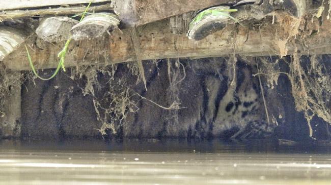 assam tiger in goat shed