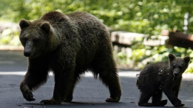 bears