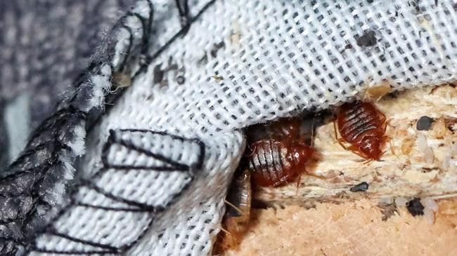 bedbug