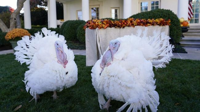 biden announces apology to 2 turkeys 1