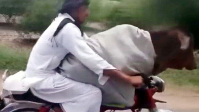 bike cow
