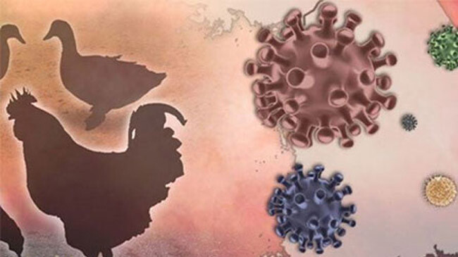 bird flu in china