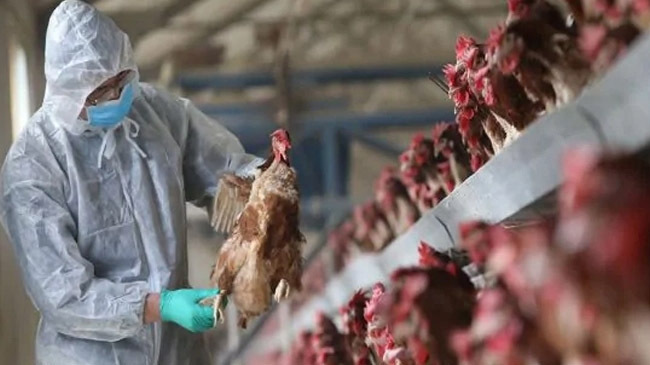 bird flu in india