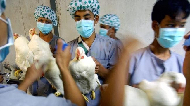 bird flu