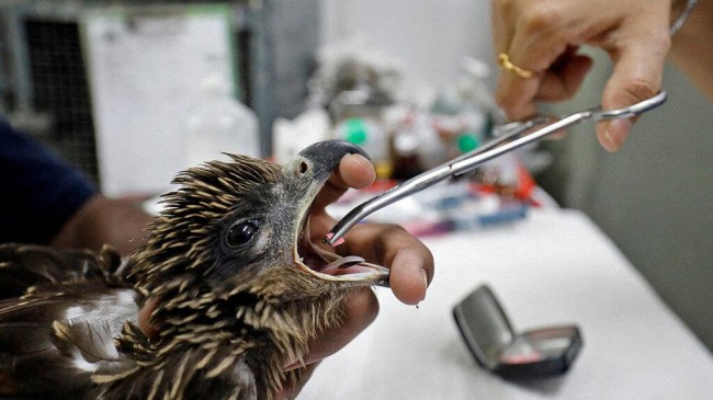 birds fall from the sky as heatwave scorches india