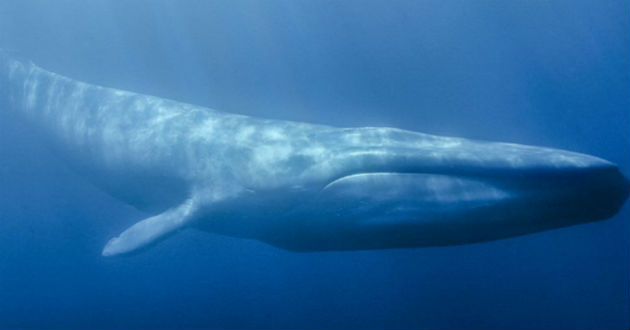 blue whale