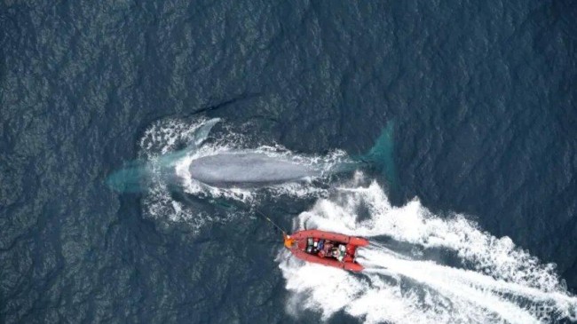 blue whales