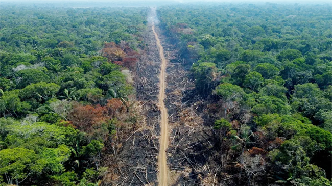 brazil amazon