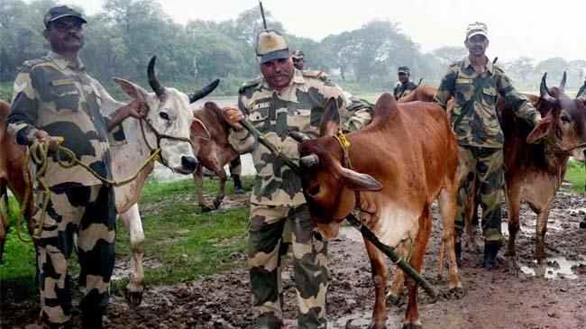 bsf and cow