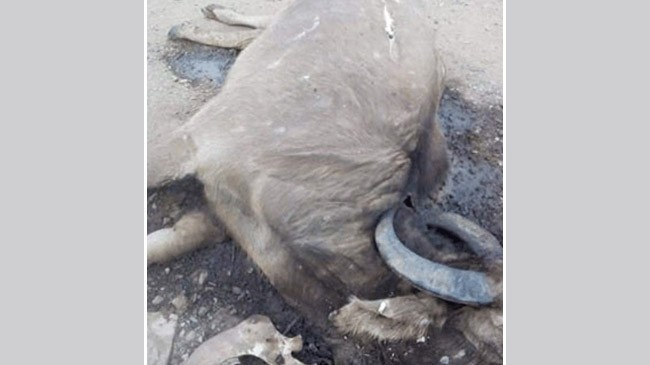 buffalo is dying in myanmar