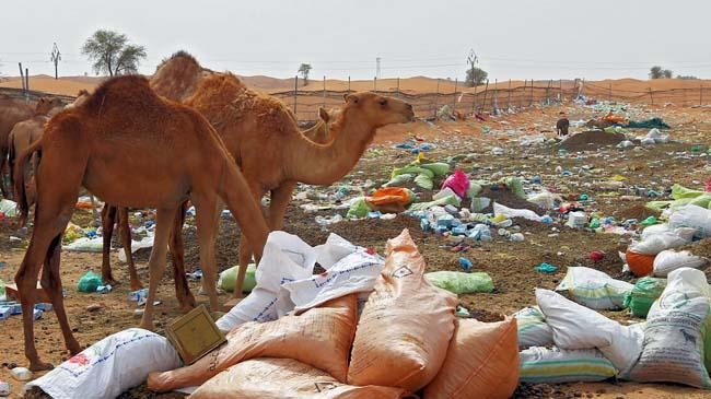 camel 1