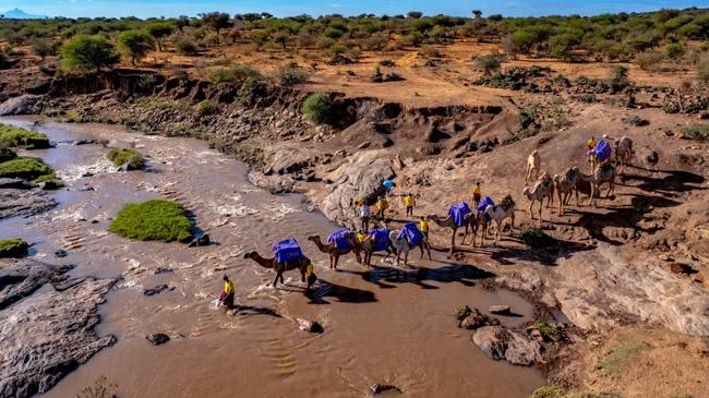 camels bearing healthcare kenya home