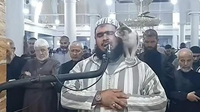 cat with imam