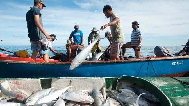 catch fish by fisherman