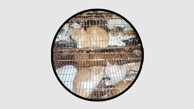 chinese police rescue 150 cats