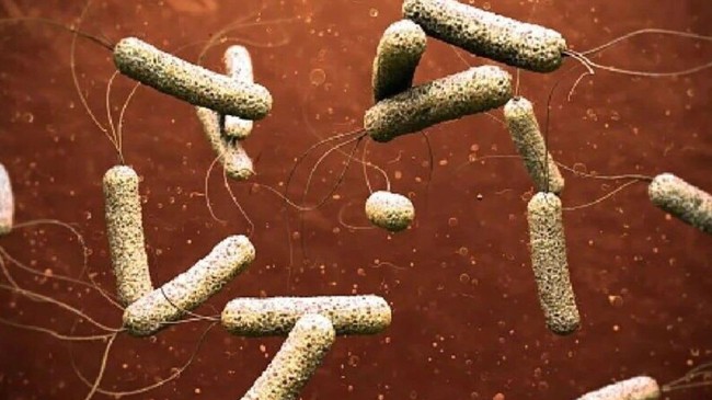 cholera accelerated