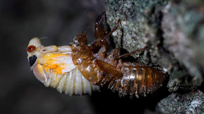 cicadas insect