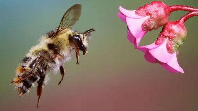 climate crisis smaller bees study