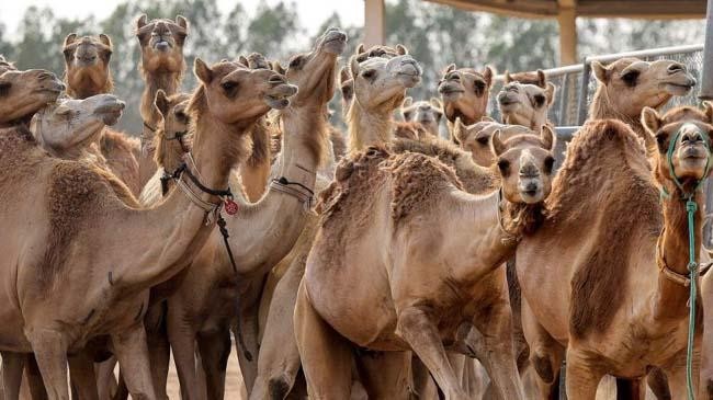 cloned camal