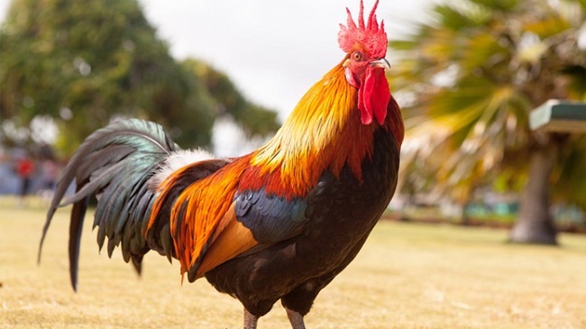 cock india