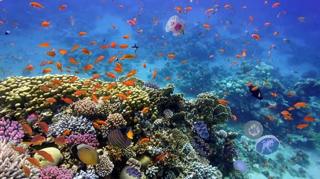 coral reef red sea