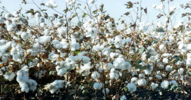 cotton