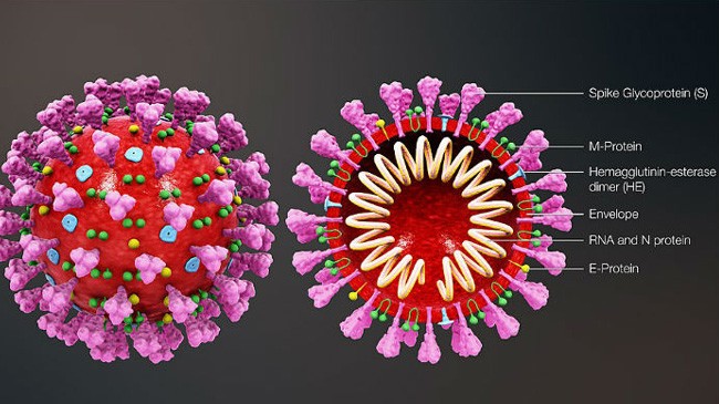 covid 19 virus02