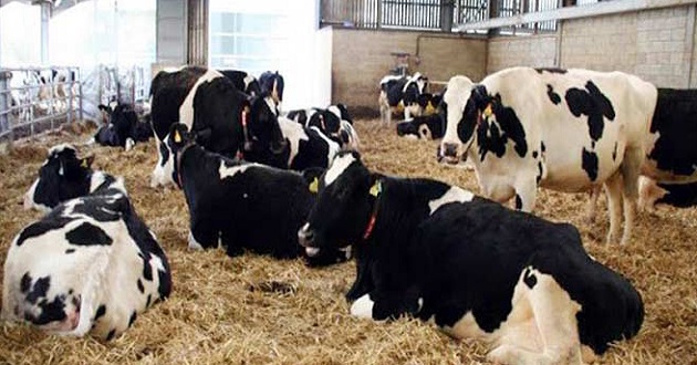 cow cattle in india