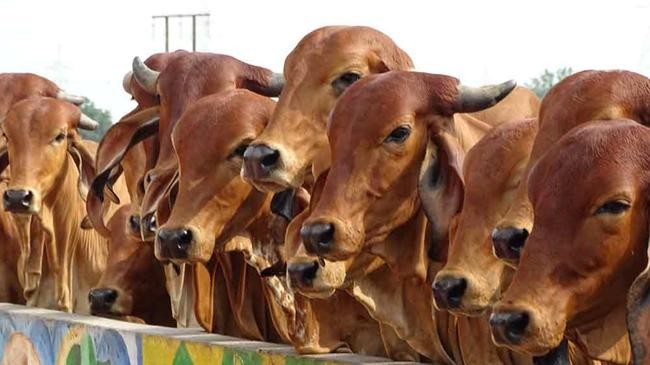 cow firm in india