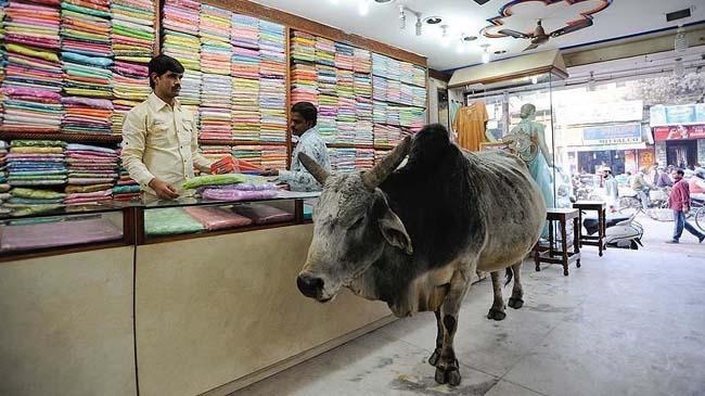 cow in market