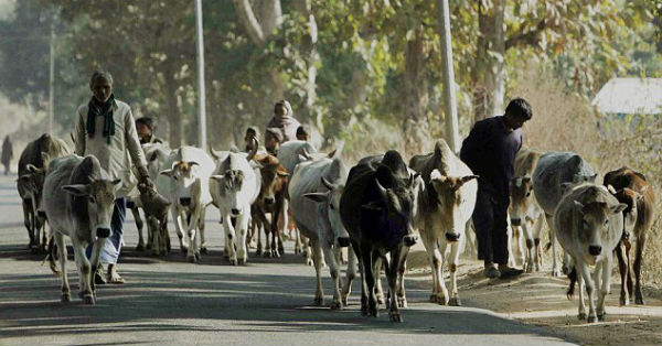 cow india pic