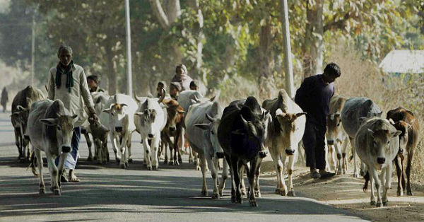 cow india