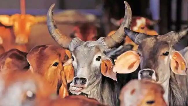 cow india 2